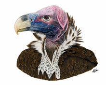 Load image into Gallery viewer, Lappet-faced Vulture