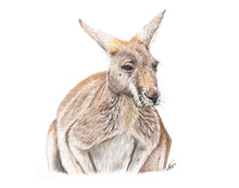 Load image into Gallery viewer, Red Kangaroo
