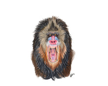 Load image into Gallery viewer, Mandrill
