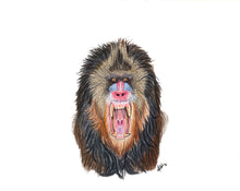 Load image into Gallery viewer, AFRICA - GIFT BOX PRINT SET