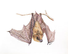 Load image into Gallery viewer, Little Brown Bat
