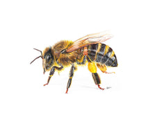 Load image into Gallery viewer, Honey Bee