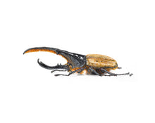 Load image into Gallery viewer, Hercules Beetle