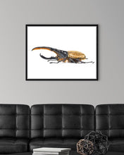 Load image into Gallery viewer, Hercules Beetle