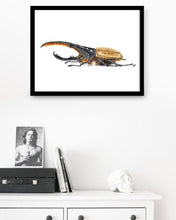 Load image into Gallery viewer, Hercules Beetle