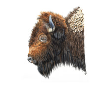 Load image into Gallery viewer, American Bison