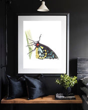 Load image into Gallery viewer, Cairns Birdwing Butterfly