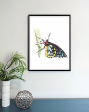 Load image into Gallery viewer, Cairns Birdwing Butterfly
