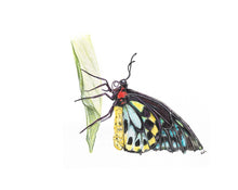 Load image into Gallery viewer, Cairns Birdwing Butterfly