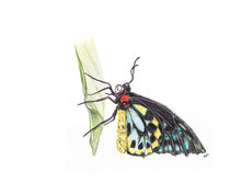 Load image into Gallery viewer, INSECTS - GIFT BOX PRINT SET