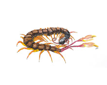 Load image into Gallery viewer, Flag Tailed Centipede