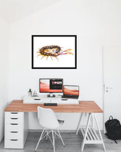 Load image into Gallery viewer, Flag Tailed Centipede