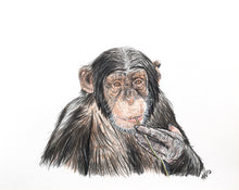 Load image into Gallery viewer, Chimpanzee
