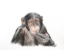 Load image into Gallery viewer, Chimpanzee