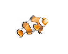 Load image into Gallery viewer, Clownfish