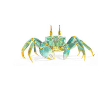 Load image into Gallery viewer, Green Horned Ghost Crab