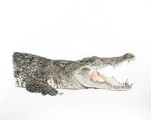 Load image into Gallery viewer, Saltwater Crocodile