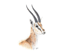 Load image into Gallery viewer, Thomson's gazelle