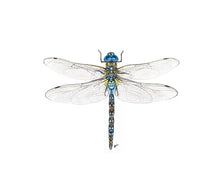 Load image into Gallery viewer, Dragonfly
