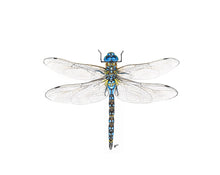 Load image into Gallery viewer, Dragonfly