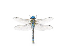 Load image into Gallery viewer, INSECTS - GIFT BOX PRINT SET