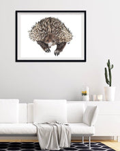 Load image into Gallery viewer, Echidna