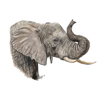 Load image into Gallery viewer, AFRICA - GIFT BOX PRINT SET