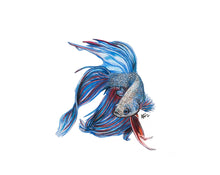 Load image into Gallery viewer, Siamese Fighting Fish