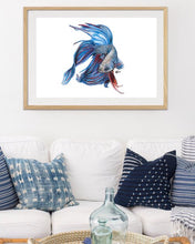 Load image into Gallery viewer, Siamese Fighting Fish