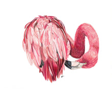 Load image into Gallery viewer, Flamingo