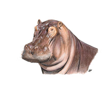 Load image into Gallery viewer, Hippopotamus