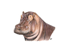 Load image into Gallery viewer, AFRICA - GIFT BOX PRINT SET