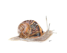 Load image into Gallery viewer, Garden Snail