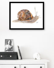 Load image into Gallery viewer, Garden Snail