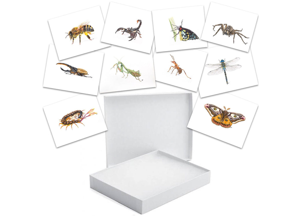 INSECTS - GIFT BOX PRINT SET