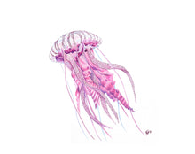 Load image into Gallery viewer, SEA LIFE - GIFT BOX PRINT SET