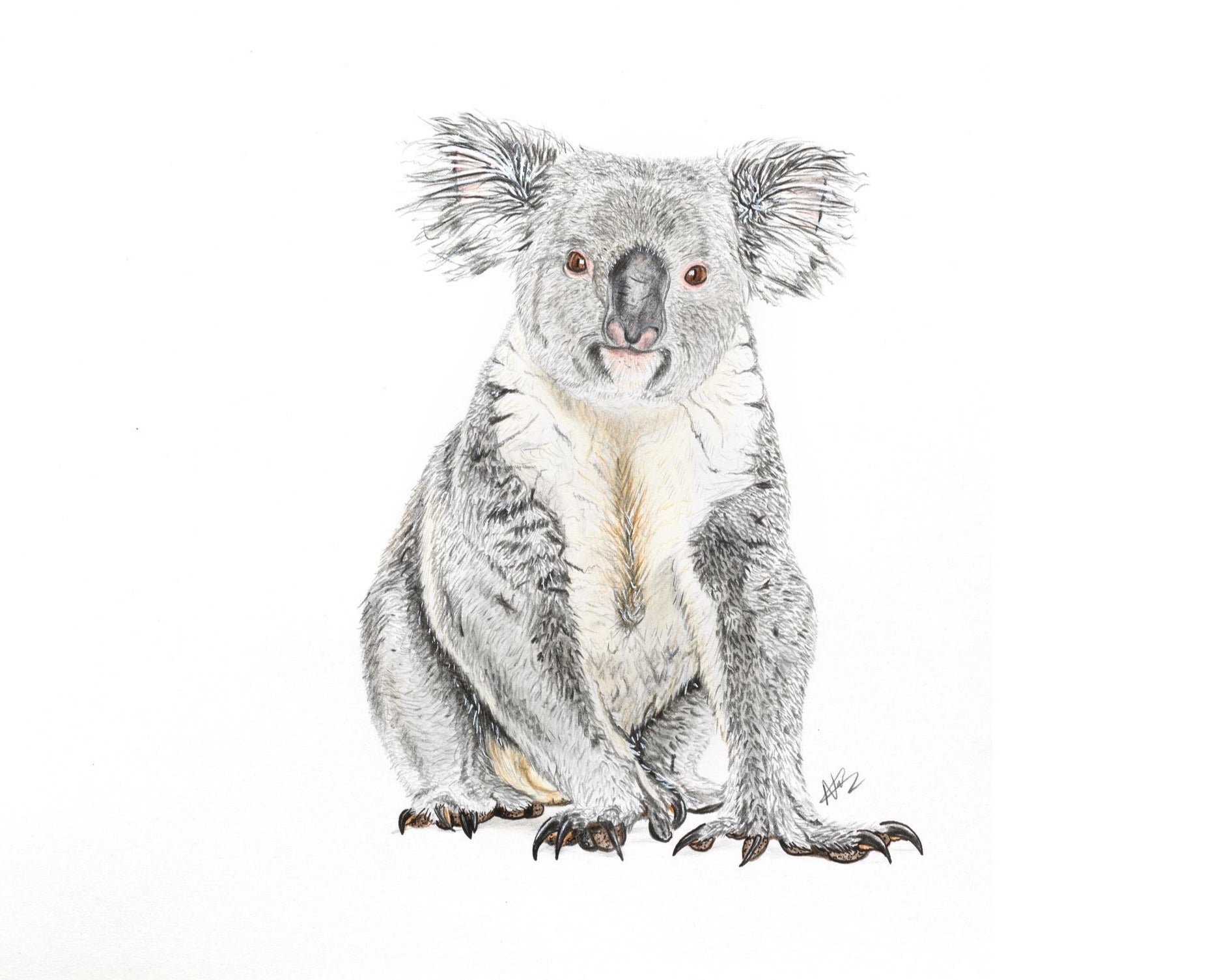 Koala bear, an art print by Natalia (Nátt) P. - INPRNT