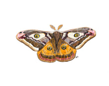 Load image into Gallery viewer, INSECTS - GIFT BOX PRINT SET