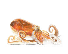 Load image into Gallery viewer, Octopus