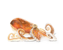 Load image into Gallery viewer, SEA LIFE - GIFT BOX PRINT SET