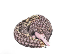 Load image into Gallery viewer, ENDANGERED ANIMALS - GIFT BOX PRINT SET