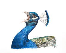 Load image into Gallery viewer, Peacock
