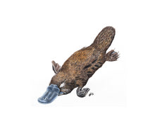 Load image into Gallery viewer, Platypus