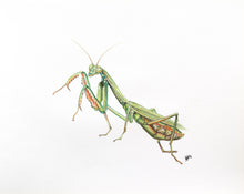 Load image into Gallery viewer, Praying Mantis
