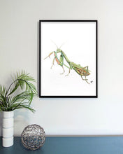 Load image into Gallery viewer, Praying Mantis