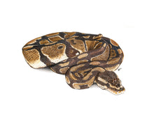 Load image into Gallery viewer, Royal Python