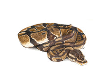 Load image into Gallery viewer, AFRICA - GIFT BOX PRINT SET