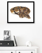 Load image into Gallery viewer, Royal Python
