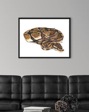 Load image into Gallery viewer, Royal Python