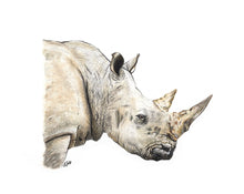 Load image into Gallery viewer, AFRICA - GIFT BOX PRINT SET